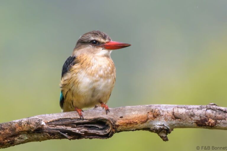 Brown hooded kingfisher south africa 3