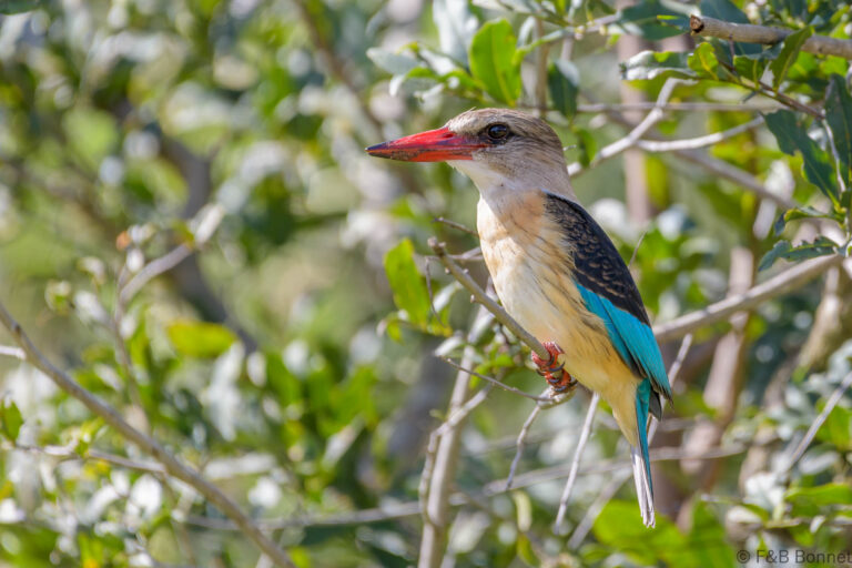 Brown hooded kingfisher south africa 4
