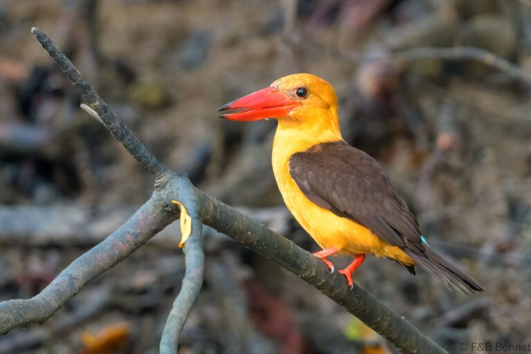 Brown winged kingfisher thailand 1