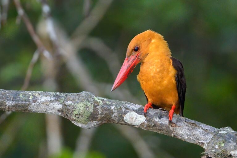 Brown winged kingfisher thailand 3