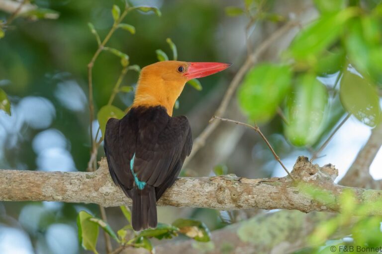 Brown winged kingfisher thailand 4