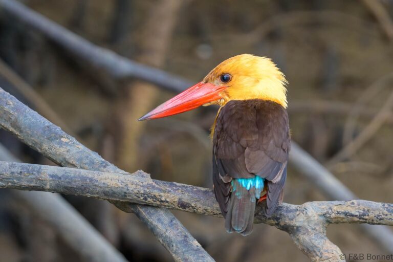 Brown winged kingfisher thailand 5