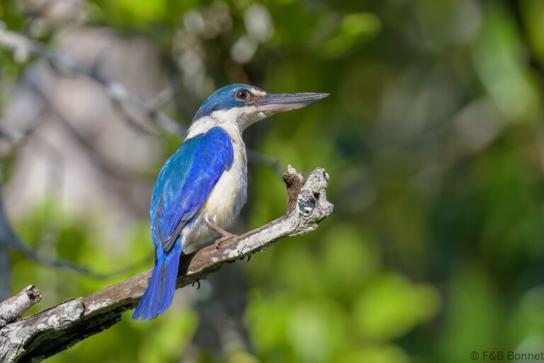 Collared kingfisher thailand 3