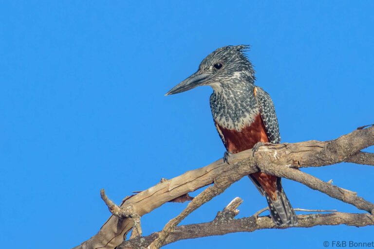 Giant kingfisher botswana 1