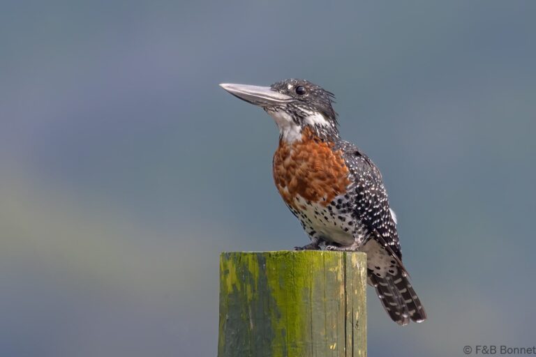 Giant kingfisher south africa 2