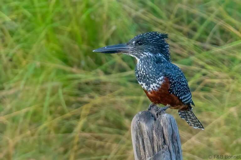 Giant kingfisher south africa 3