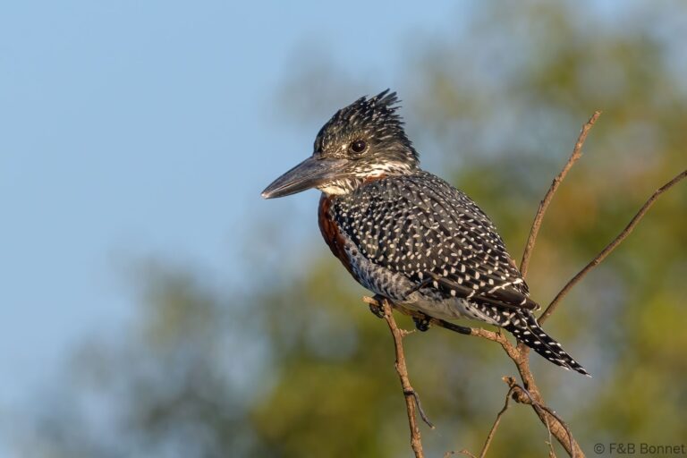 Giant kingfisher south africa 4