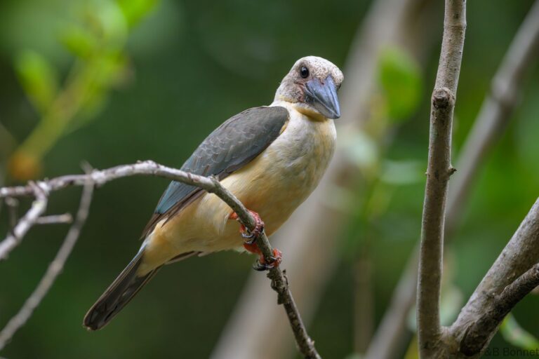 Great billed kingfisher indonesia 1