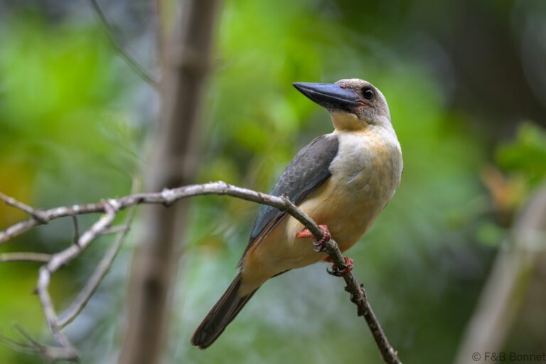 Great billed kingfisher indonesia 2