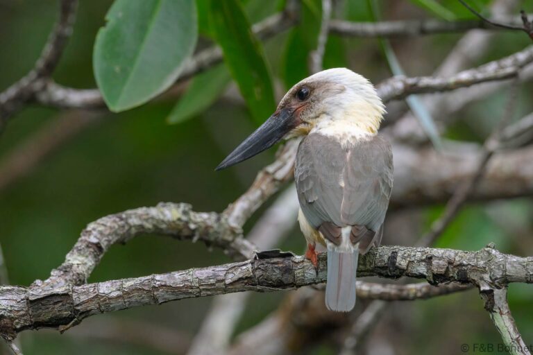 Great billed kingfisher indonesia 3