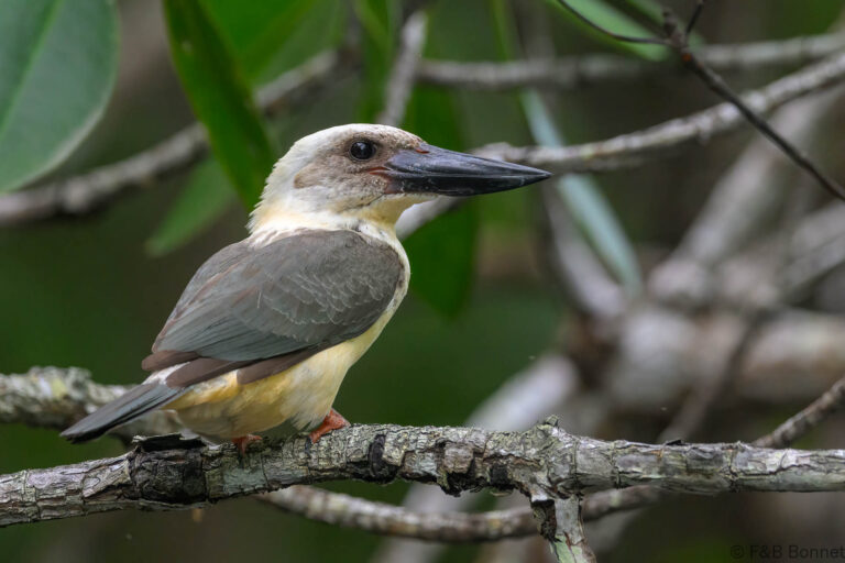 Great billed kingfisher indonesia 4
