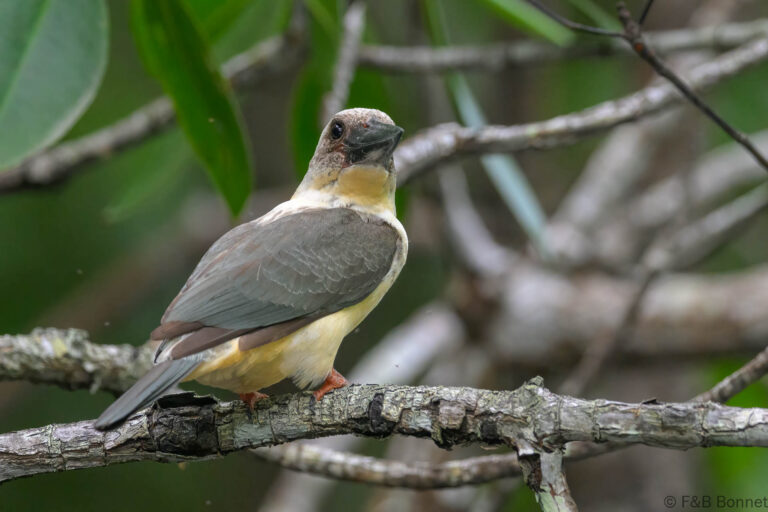 Great billed kingfisher indonesia 5
