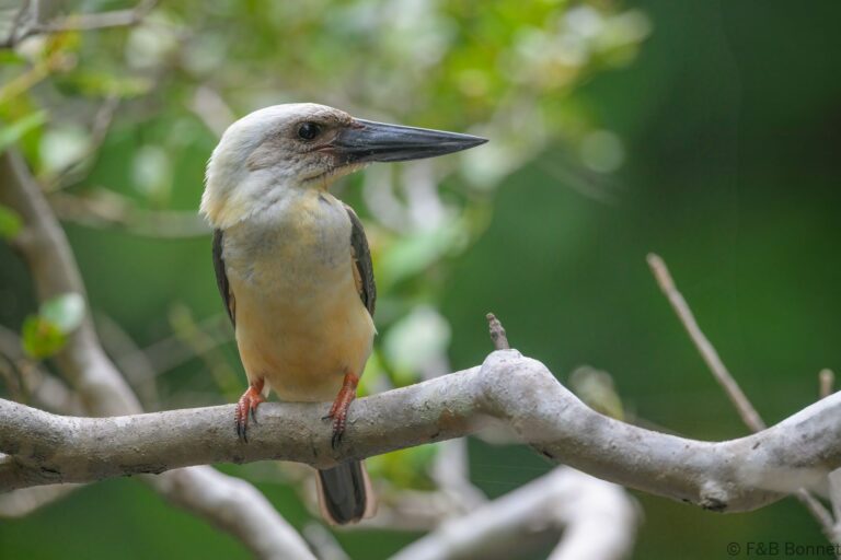 Great billed kingfisher indonesia 6