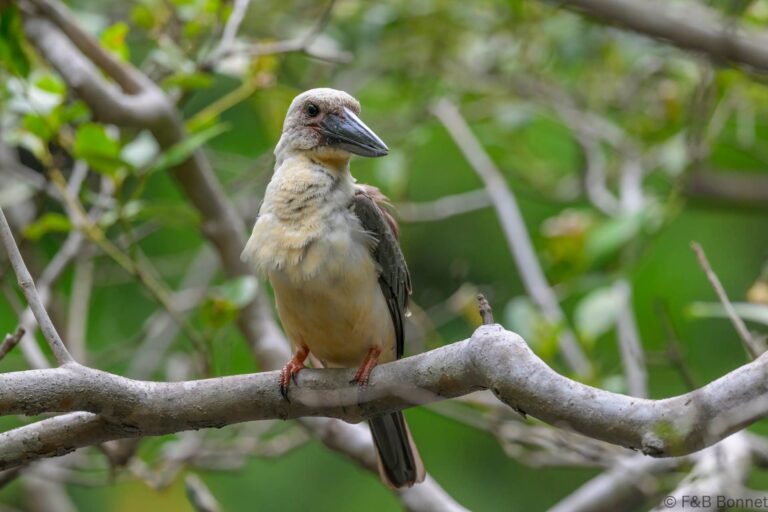 Great billed kingfisher indonesia 7