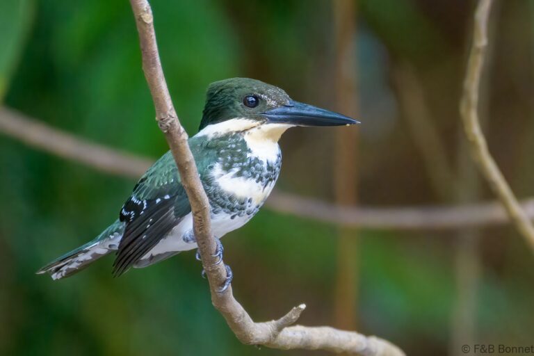 Green kingfisher costa rica 1