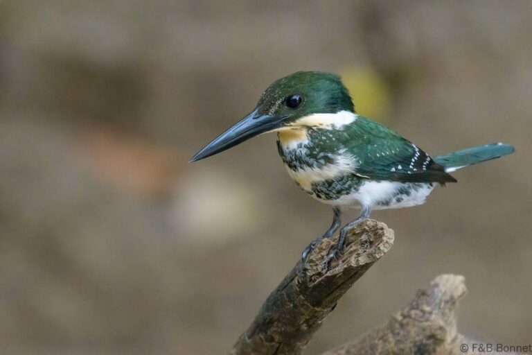 Green kingfisher costa rica 2
