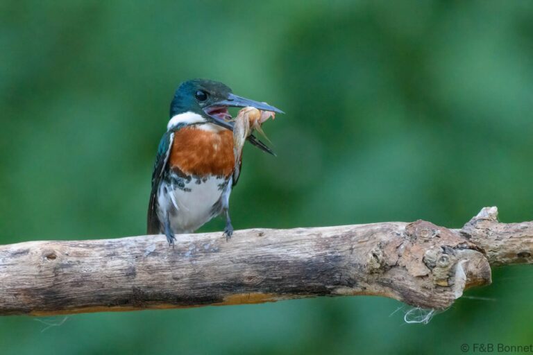 Green kingfisher costa rica 3