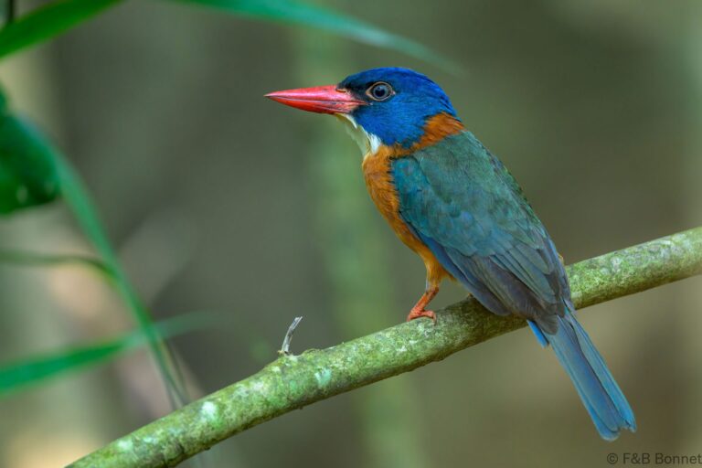 Green backed kingfisher indonesia 1