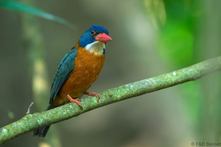 Green backed kingfisher indonesia 2