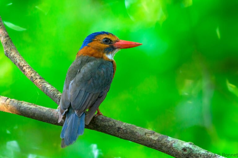 Green backed kingfisher indonesia 3