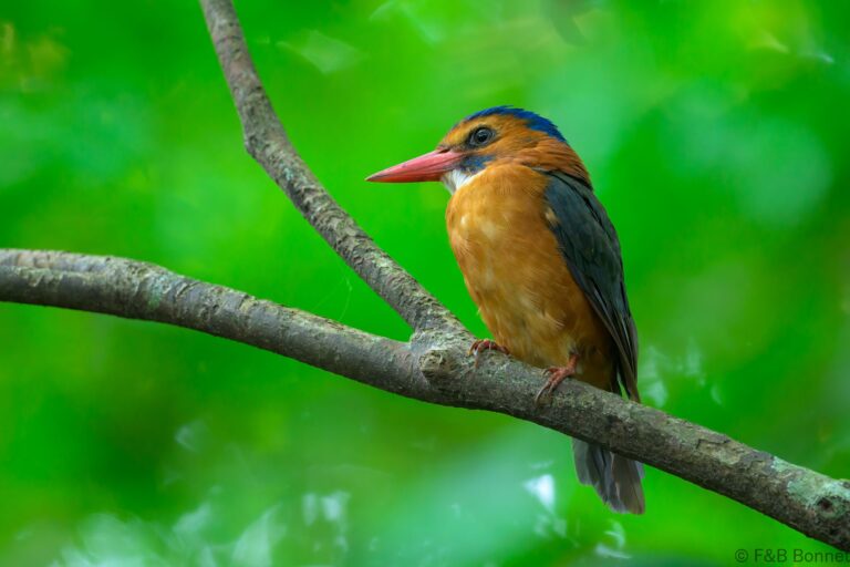Green backed kingfisher indonesia 4