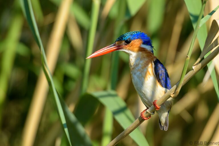 Malachite kingfisher botswana 1