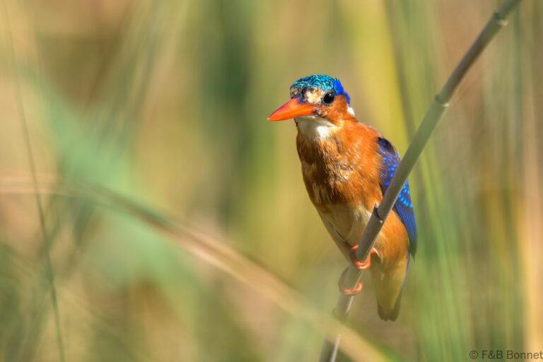 Malachite kingfisher south africa 2