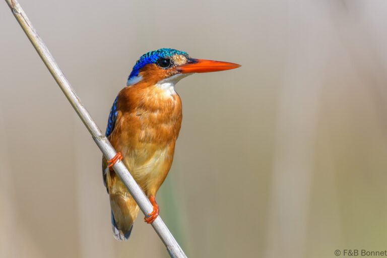 Malachite kingfisher south africa 3