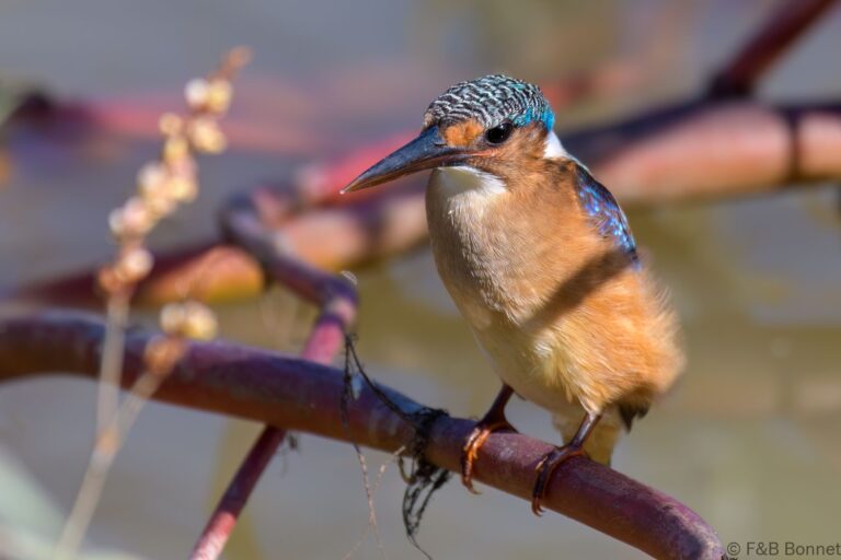 Malachite kingfisher south africa 4