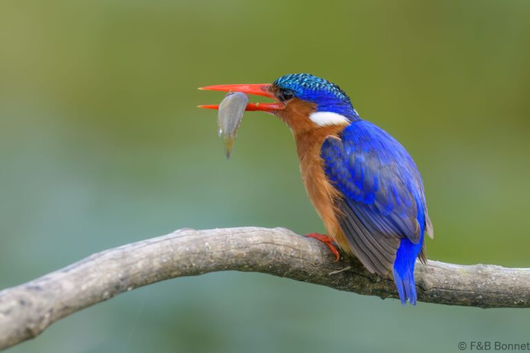 Malachite kingfisher south africa 5