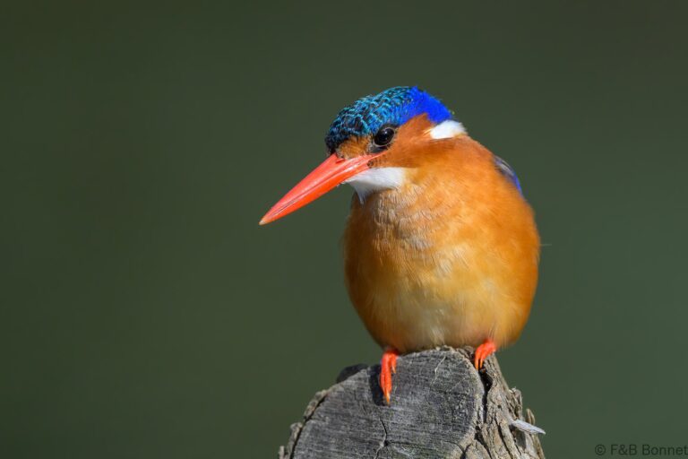 Malachite kingfisher south africa 6