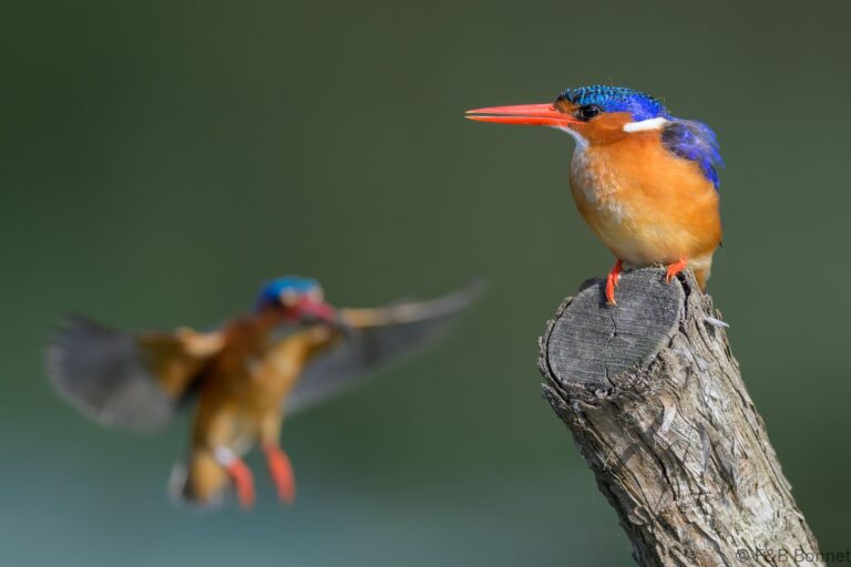 Malachite kingfisher south africa 7