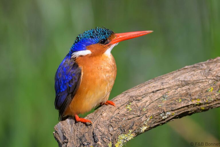 Malachite kingfisher south africa 8