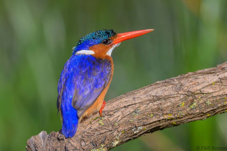 Malachite kingfisher south africa 9