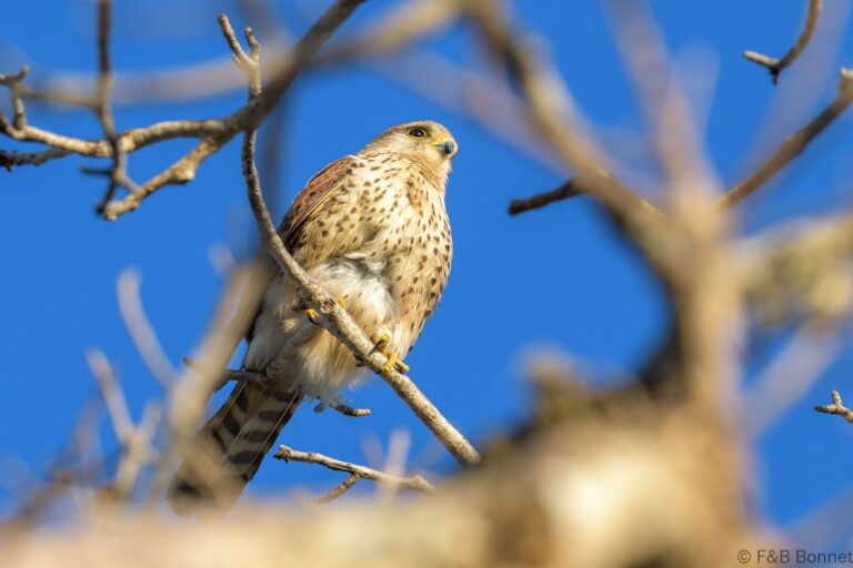 Malagasy kestrel madagascar 1