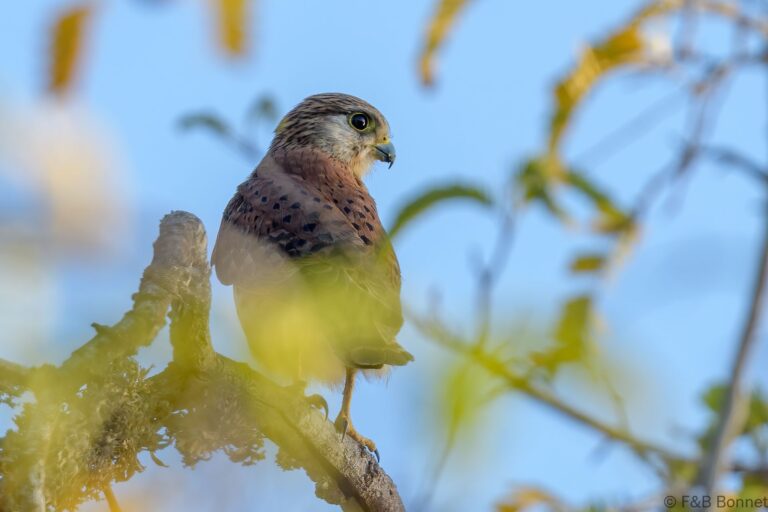Malagasy kestrel madagascar 2