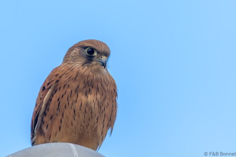 Rock kestrel south africa 1