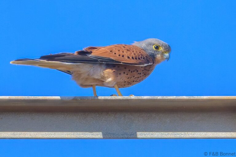 Rock kestrel south africa 2