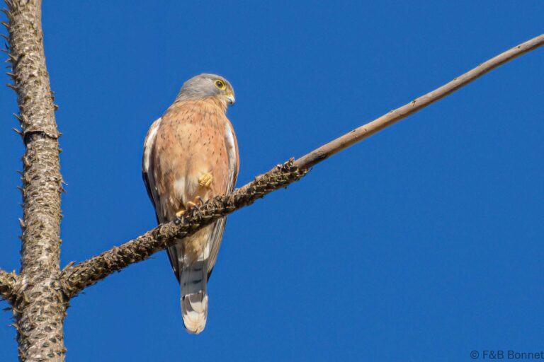 Rock kestrel south africa 3