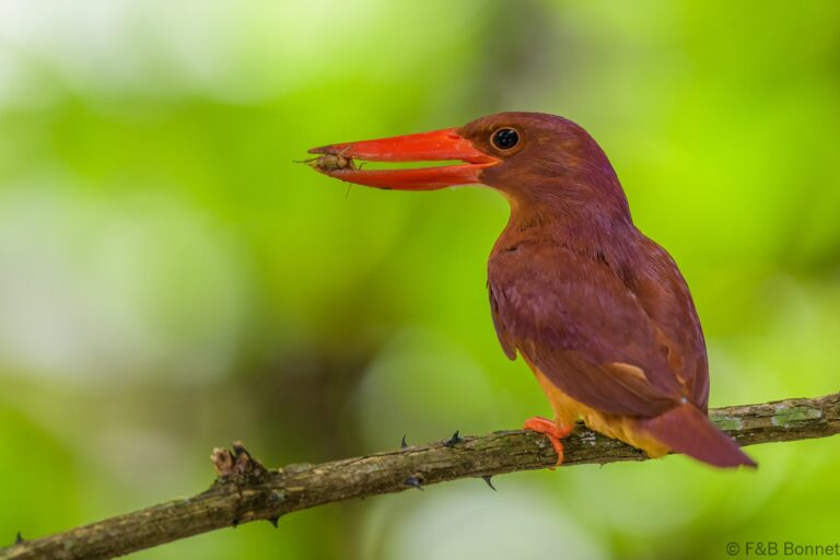Ruddy kingfisher indonesia 2