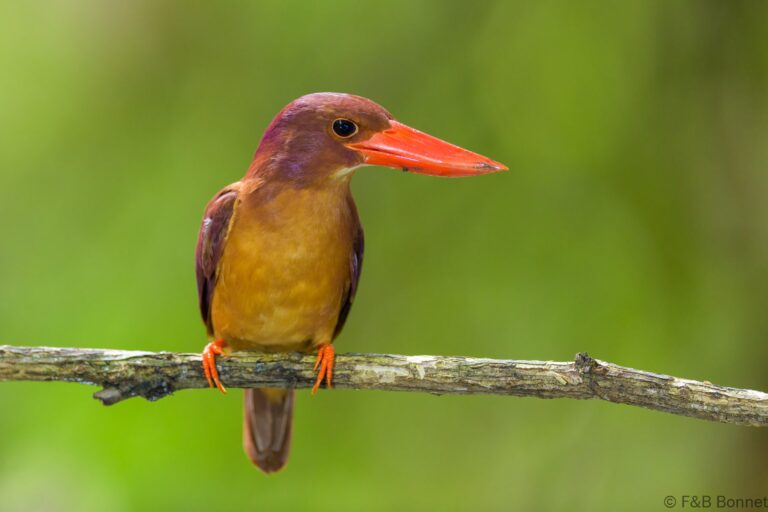 Ruddy kingfisher indonesia 3
