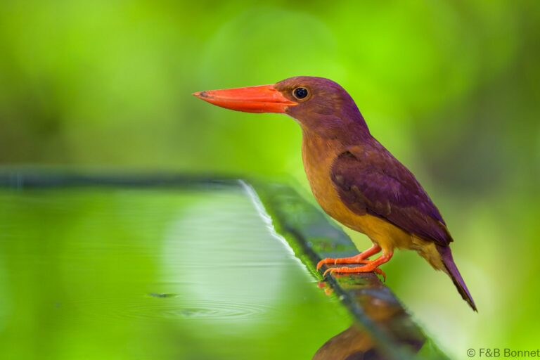 Ruddy kingfisher indonesia 4
