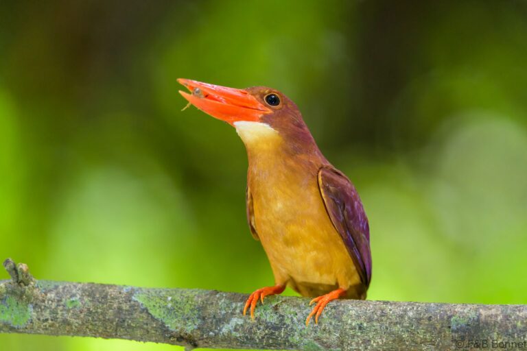 Ruddy kingfisher indonesia 5