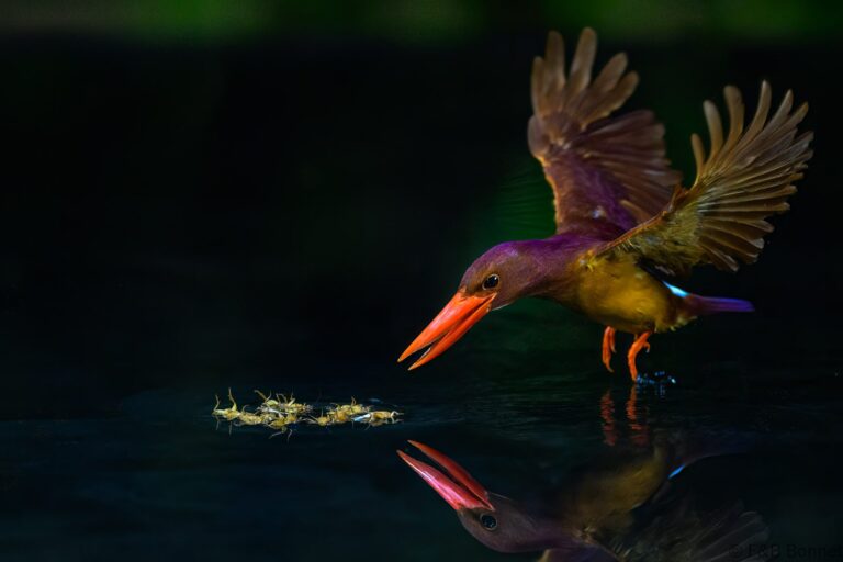 Ruddy kingfisher indonesia 6