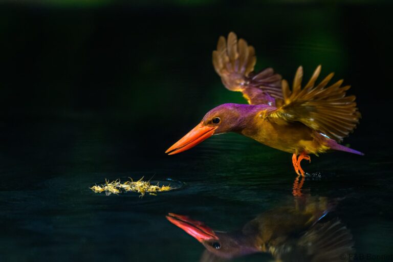 Ruddy kingfisher indonesia 7