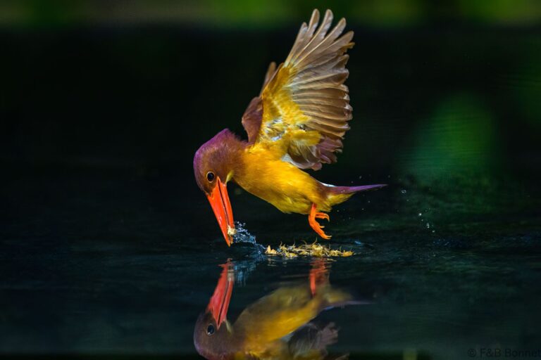 Ruddy kingfisher indonesia 8
