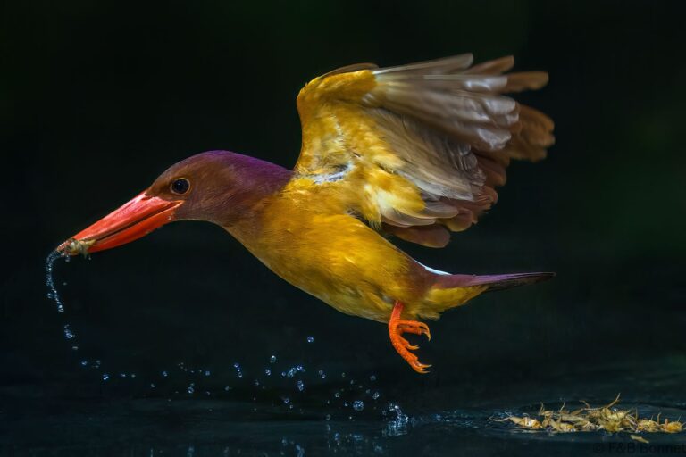 Ruddy kingfisher indonesia 9