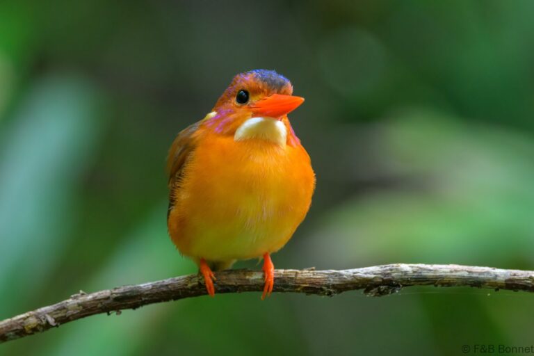 Sulawesi dwarf kingfisher indonesia 1