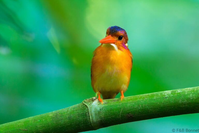 Sulawesi dwarf kingfisher indonesia 3