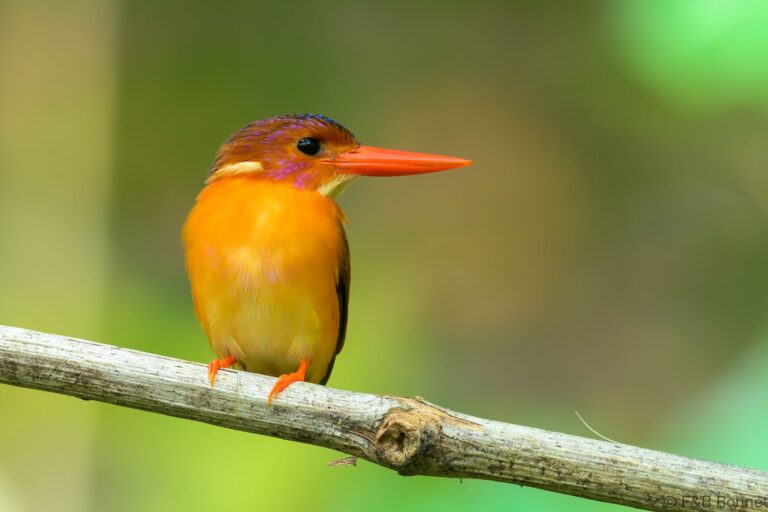 Sulawesi dwarf kingfisher indonesia 4